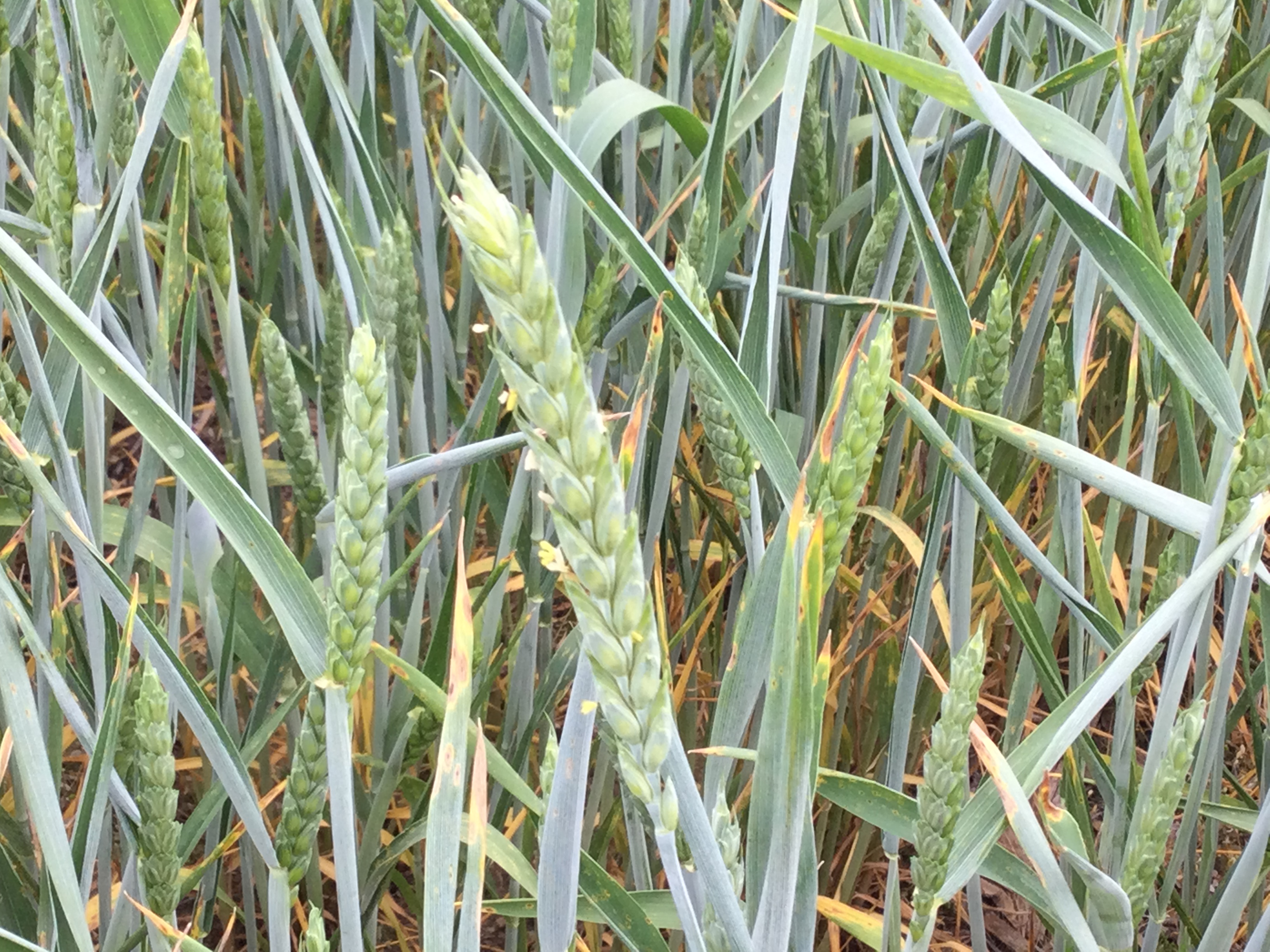 Wheat head.